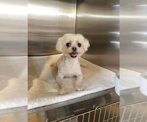 Maltese Dogs for adoption in Benton, LA, USA