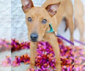 Mutt Dogs for adoption in Royse City, TX, USA