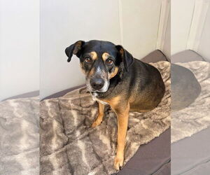 Mutt Dogs for adoption in Unionville, PA, USA