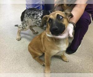 Australian Shepherd-Unknown Mix Dogs for adoption in Riverside, CA, USA