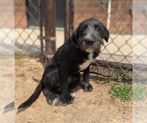 Wirehaired lab Dogs for adoption in Grovetown, GA, USA