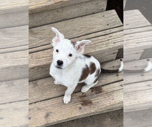 Mutt Dogs for adoption in Sandy, UT, USA