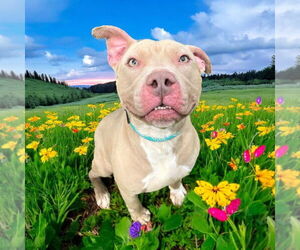 American Pit Bull Terrier Dogs for adoption in Glen Allen, VA, USA