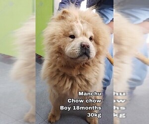 Chow Chow Dogs for adoption in Seattle, WA, USA