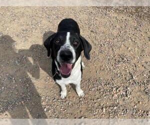 Lab-Pointer Dogs for adoption in Brighton, CO, USA