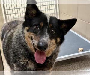 Mutt Dogs for adoption in Pueblo, CO, USA