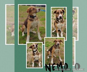 Mutt Dogs for adoption in Longview, TX, USA