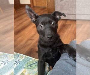 Labrador Retriever-Unknown Mix Dogs for adoption in Germantown, OH, USA