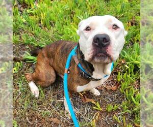 American Pit Bull Terrier Dogs for adoption in Long Beach, CA, USA