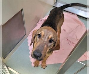 Redbone Coonhound Dogs for adoption in Placerville, CA, USA