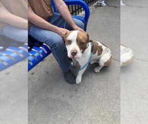 American Pit Bull Terrier Dogs for adoption in Stockton, CA, USA