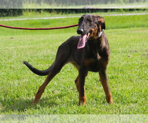 Doberman Pinscher-Unknown Mix Dogs for adoption in Holly Hill, SC, USA