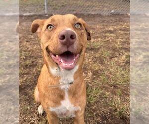 Labrador Retriever Dogs for adoption in Conroe, TX, USA