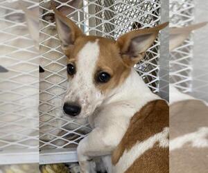 Chihuahua Dogs for adoption in Bakersfield, CA, USA
