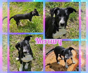 Border Collie Dogs for adoption in Blacksburg, SC, USA