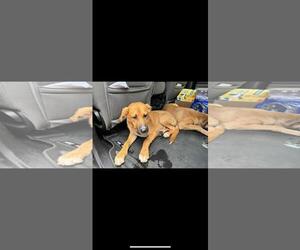 Labrador Retriever-Unknown Mix Dogs for adoption in Rowlett, TX, USA