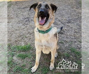 German Shepherd Dog Dogs for adoption in Irvine, CA, USA