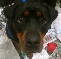 Rottweiler Dogs for adoption in Pembroke, GA, USA