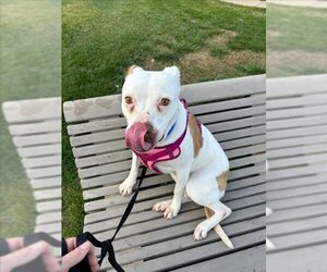 American Pit Bull Terrier Dogs for adoption in Tracy, CA, USA