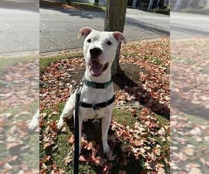 American Bulldog Dogs for adoption in Vaughan, Ontario, Canada