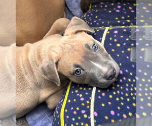 Medium Photo #2 Mutt Puppy For Sale in Philadelphia, PA, USA