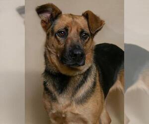 German Shepherd Dog-Unknown Mix Dogs for adoption in Hughesville, MD, USA