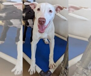Labrador Retriever-Whippet Mix Dogs for adoption in El Cajon, CA, USA