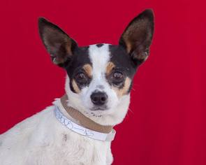 Medium Photo #1 Rat-Cha Puppy For Sale in Pasadena, CA, USA