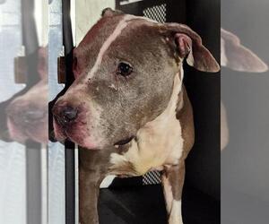 American Staffordshire Terrier-Unknown Mix Dogs for adoption in San Antonio, TX, USA