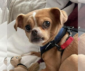 Chihuahua-Unknown Mix Dogs for adoption in Mundelein, IL, USA