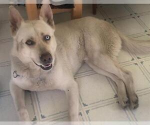 - Mix Dogs for adoption in Alameda, CA, USA