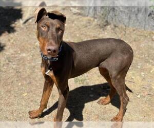 Doberman Pinscher Dogs for adoption in Martinez, CA, USA