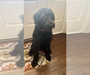 Labradoodle Dogs for adoption in Richardson, TX, USA