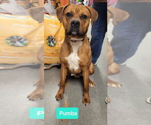 Boxer-Unknown Mix Dogs for adoption in Richmond, IN, USA
