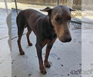 Doberman Pinscher Dogs for adoption in Bakersfield, CA, USA