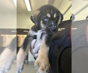Siberian Husky-Unknown Mix Dogs for adoption in Corpus Christi, TX, USA