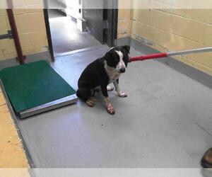 American Pit Bull Terrier-Unknown Mix Dogs for adoption in Tulsa, OK, USA