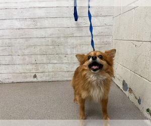 Pomeranian-Unknown Mix Dogs for adoption in San Bernardino, CA, USA