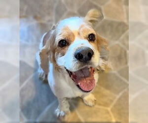 Cocker Spaniel Dogs for adoption in Berlin, MD, USA