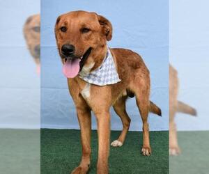 Redbone Coonhound Dogs for adoption in Bakersfield, CA, USA