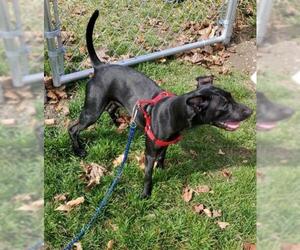 Chipin Dogs for adoption in CORNING, NY, USA