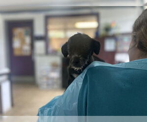 Chihuahua-Unknown Mix Dogs for adoption in Raleigh, NC, USA