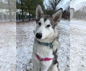 Gerberian Shepsky Dogs for adoption in Severn, MD, USA
