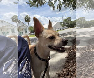 Chihuahua-Unknown Mix Dogs for adoption in Sanford, FL, USA