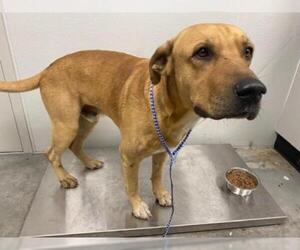 Labrador Retriever Dogs for adoption in Rosenberg, TX, USA