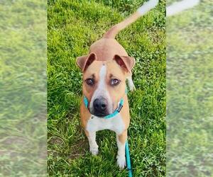 Mutt Dogs for adoption in Sacramento, CA, USA