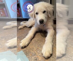 Medium Photo #12 Great Pyrenees Puppy For Sale in Spring, TX, USA