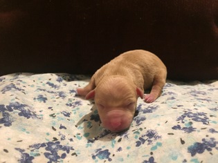 Medium Photo #1 Chiweenie Puppy For Sale in Sonora, CA, USA