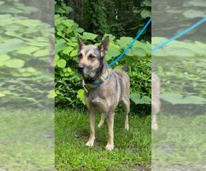 German Shepherd Dog Dogs for adoption in Clarkesville, GA, USA