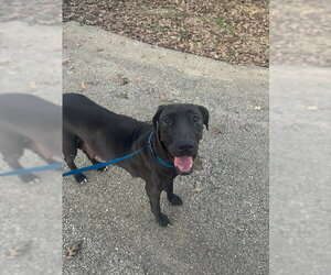 Great Dane-Labrador Retriever Mix Dogs for adoption in Bullard, TX, USA